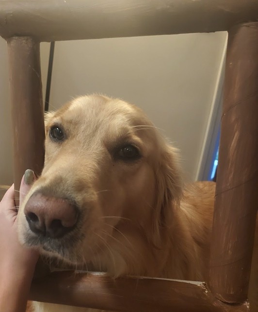 Image of a dog looking through a cardboard tube frame