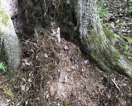 A tree trunk with dirt at its base.