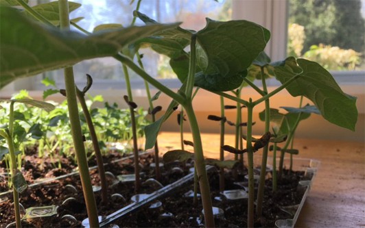 Bean sprouts growing out of an egg carton.